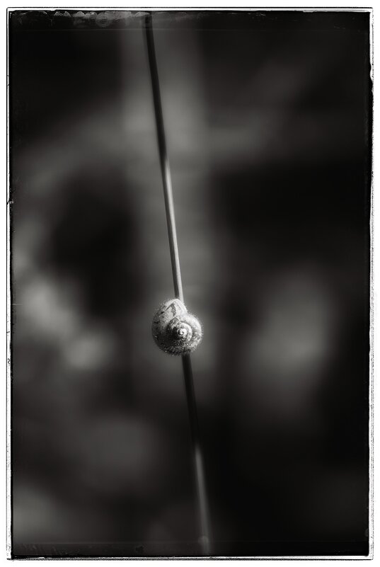 И все они - создания природы. - Вадим Басов