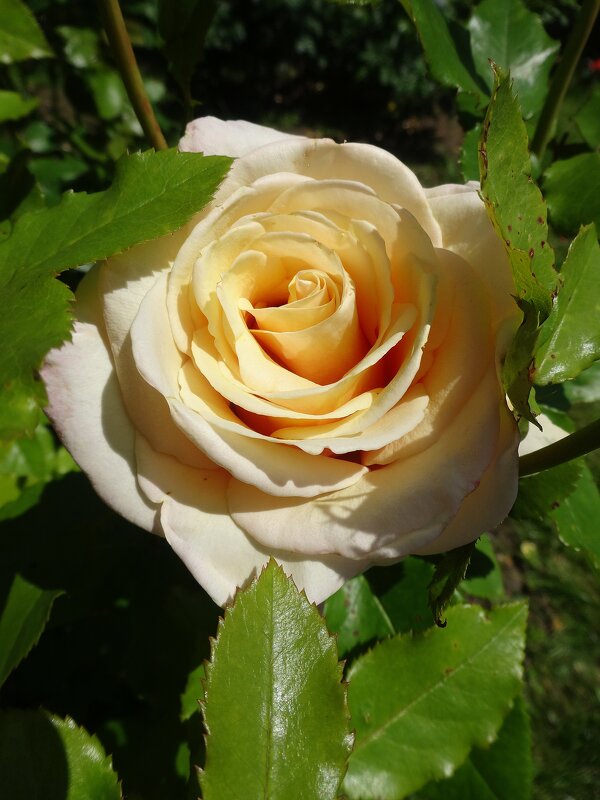 Июльская роза - Лидия Бусурина