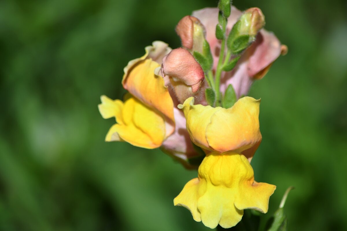 Львиный зев - Татьяна Евдокимова