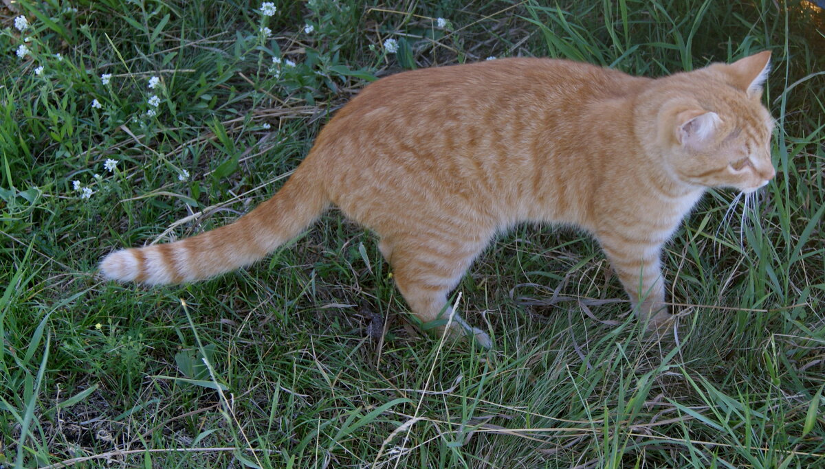 Охотник. - сергей ермошкин