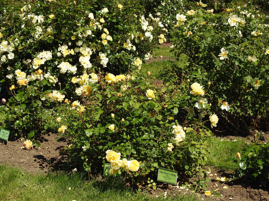 французский парк в Рундале - ИННА ПОРОХОВА