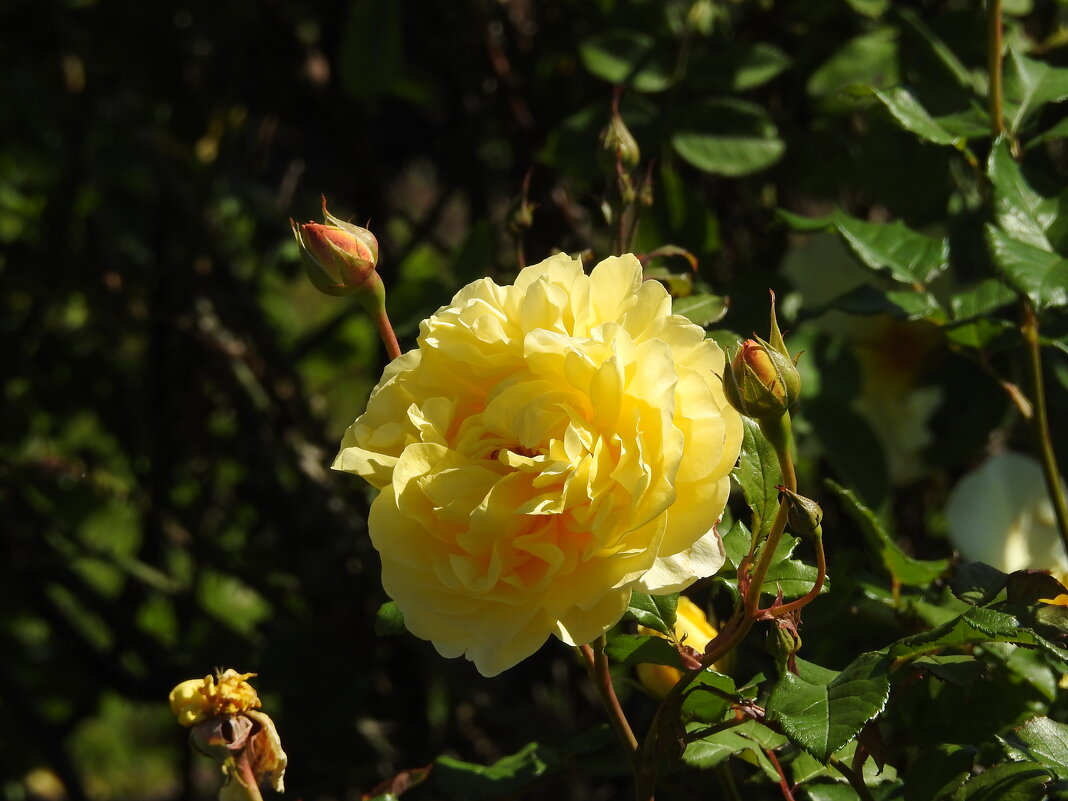 французский парк в Рундале - ИННА ПОРОХОВА