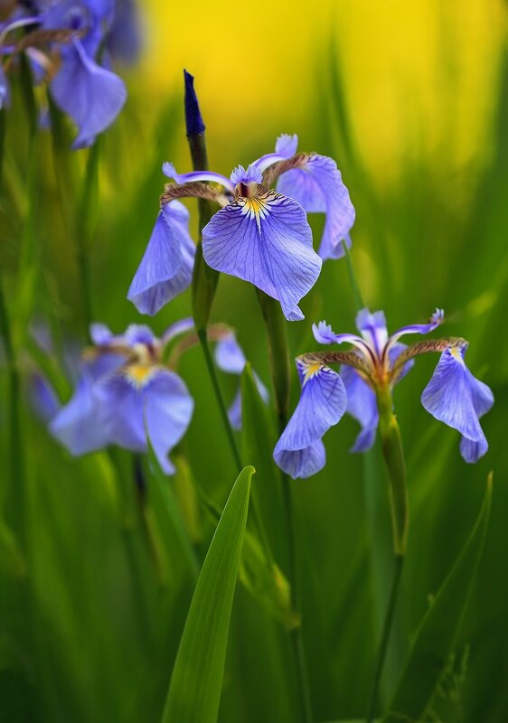 Голубые ирисы - Евгений Слободской