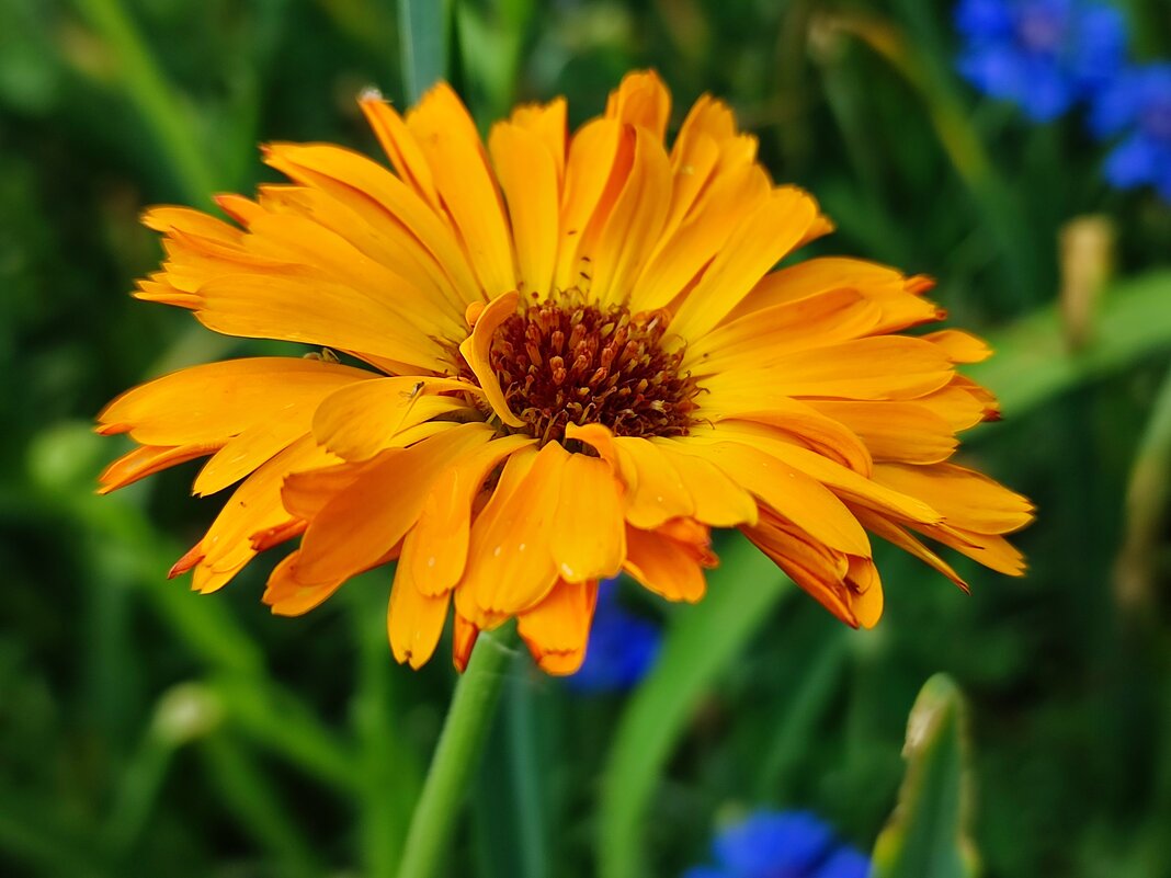 Календула - Валентина Богатко 