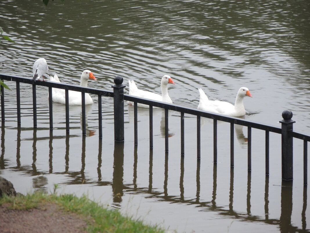 дисциплина прежде всего - sv.kaschuk 