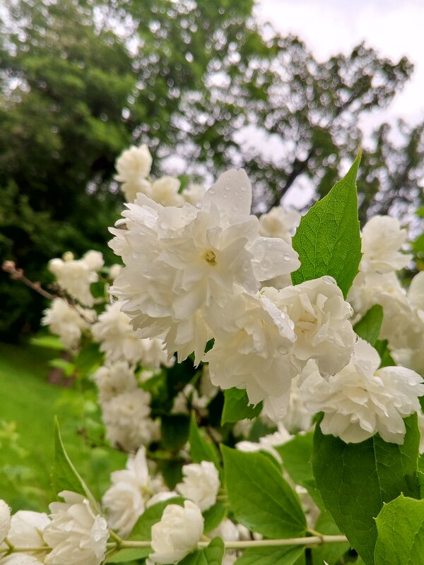 Чубушник - Сапсан 