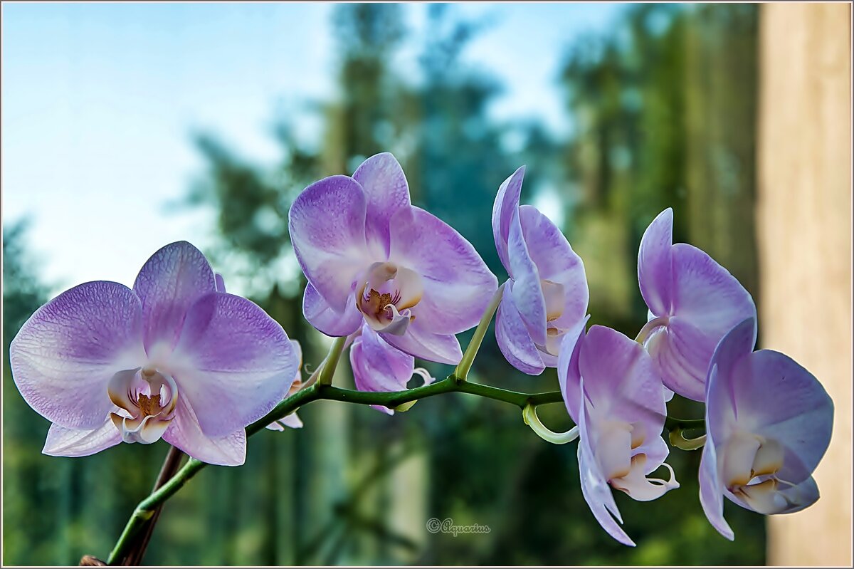 Про орхидеи... - Aquarius - Сергей