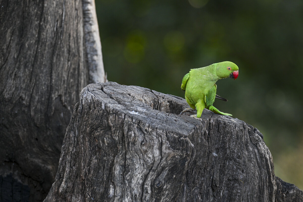 у дупла/гнезда - Осень 