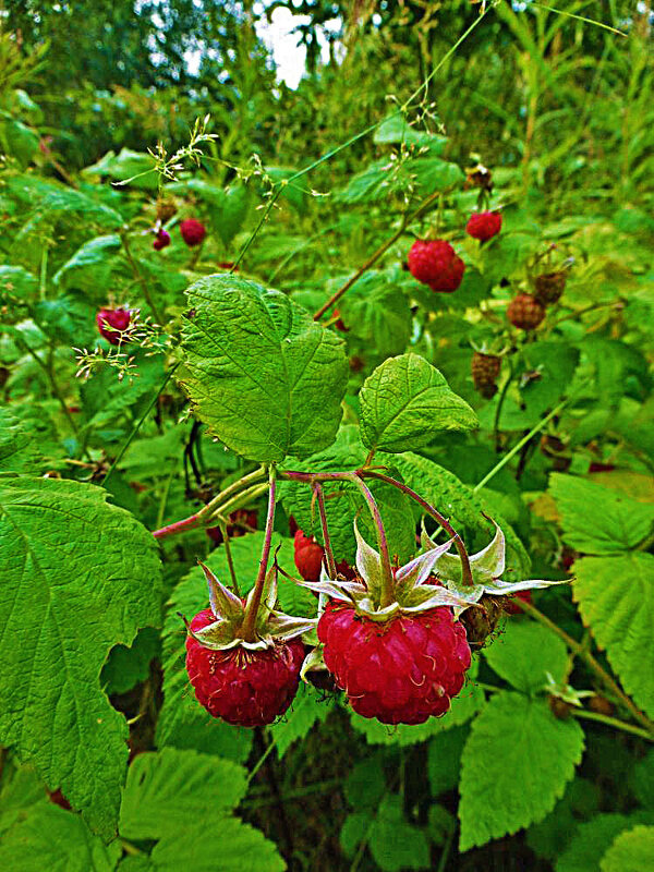 Июль..В малиннике на Оленьем острове! - Владимир 