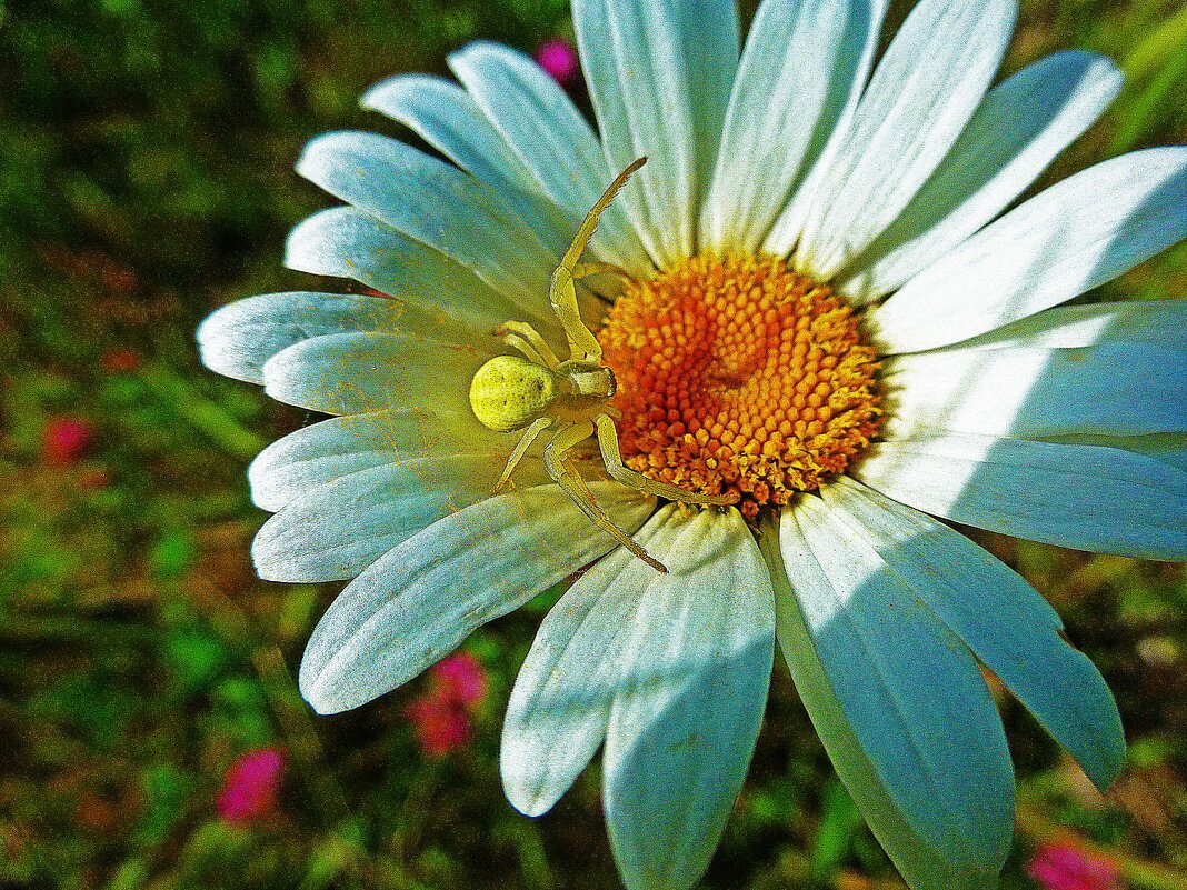 Июль...Паучок и цветок! - Владимир 