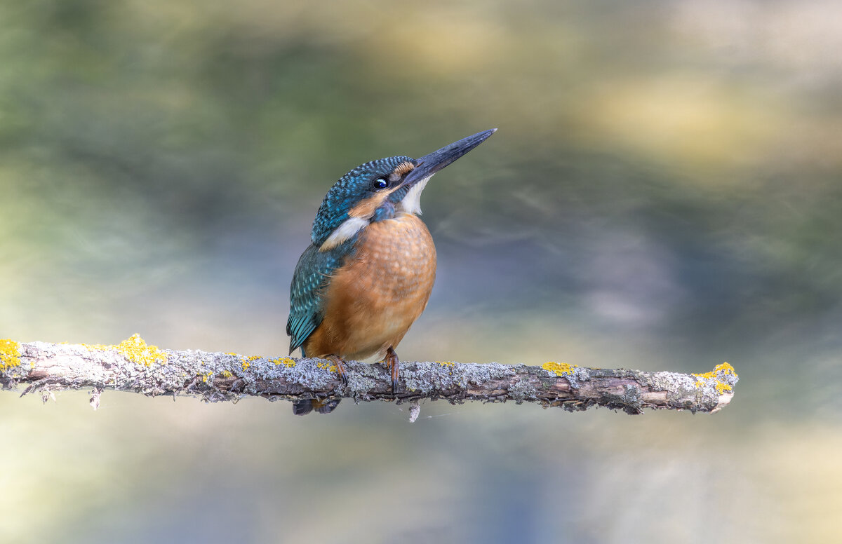 зимородок. - юрий макаров