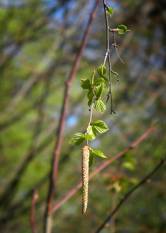 Первые листья - Роман Савоцкий