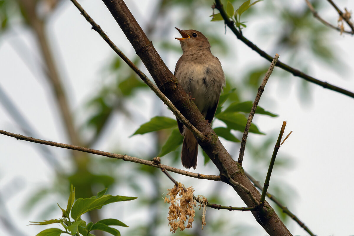 ***** - Виталий Емельянов