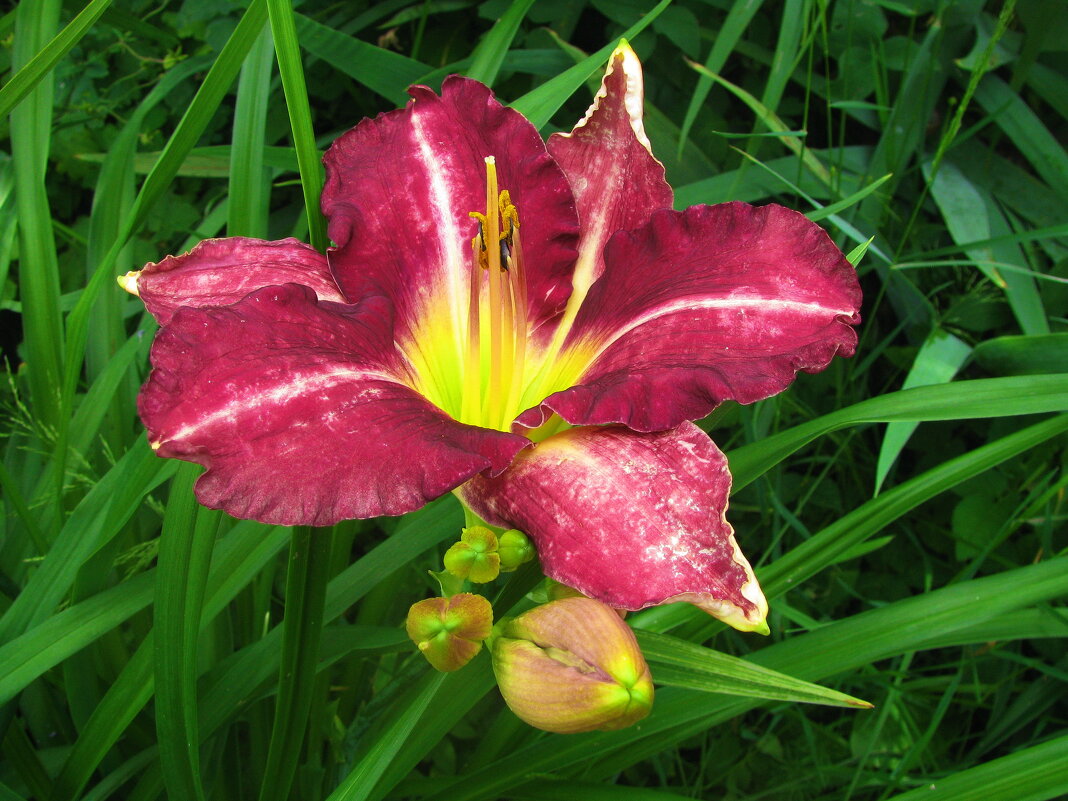 Красавец лилейник - Людмила Смородинская