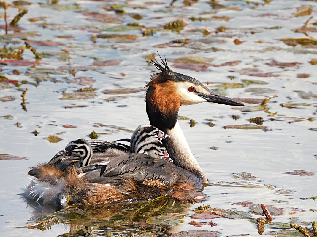 Чомга с птенцами - Лина 