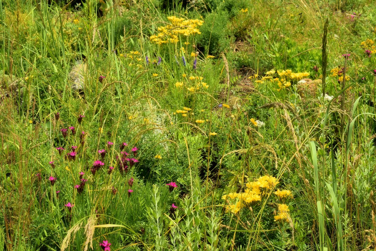 Лето пахнет травами душистыми. - Татьяна Помогалова Лето пахнет травами душистыми. - Татьяна Помогалова