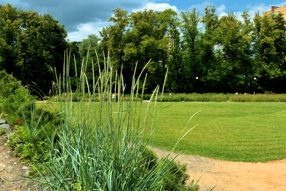 В Аптекарском огороде каждая травинка лечит. - Татьяна Помогалова