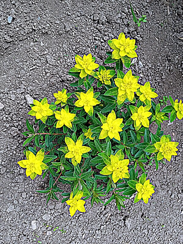 Цветы. - Владимир Драгунский Цветы. - Владимир Драгунский