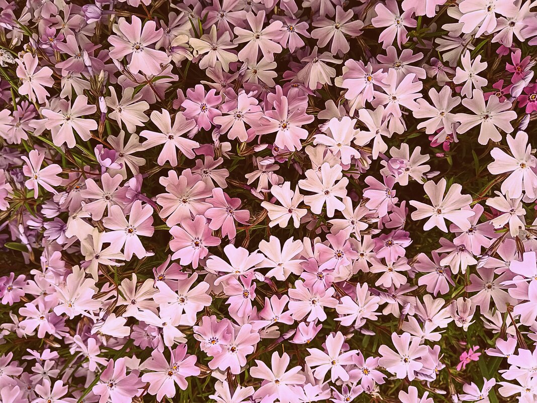 Цветы. - Владимир Драгунский Цветы. - Владимир Драгунский