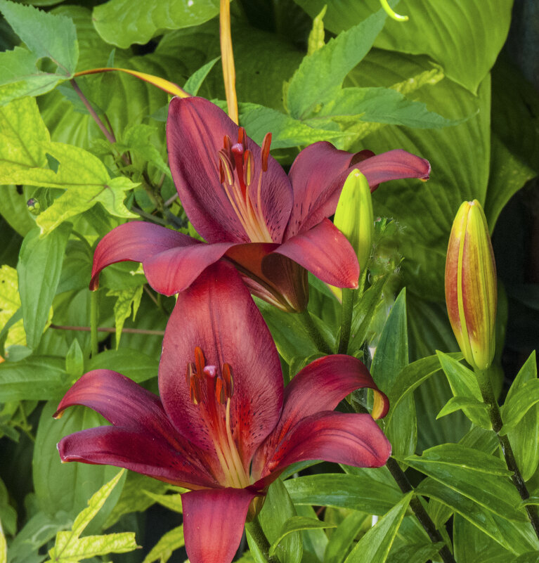 Лилии в нашем палисаде - Валентин Семчишин