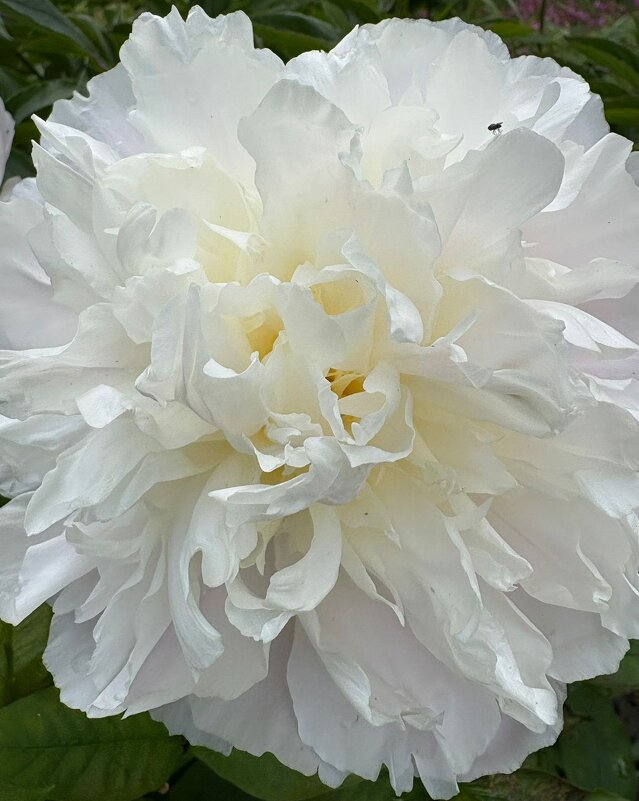 В Ботаническом саду Петрозаводска - Ирэн 