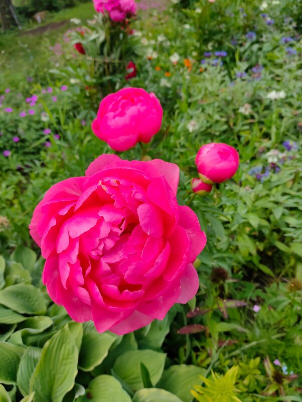 В Ботаническом саду Петрозаводска - Ирэн 