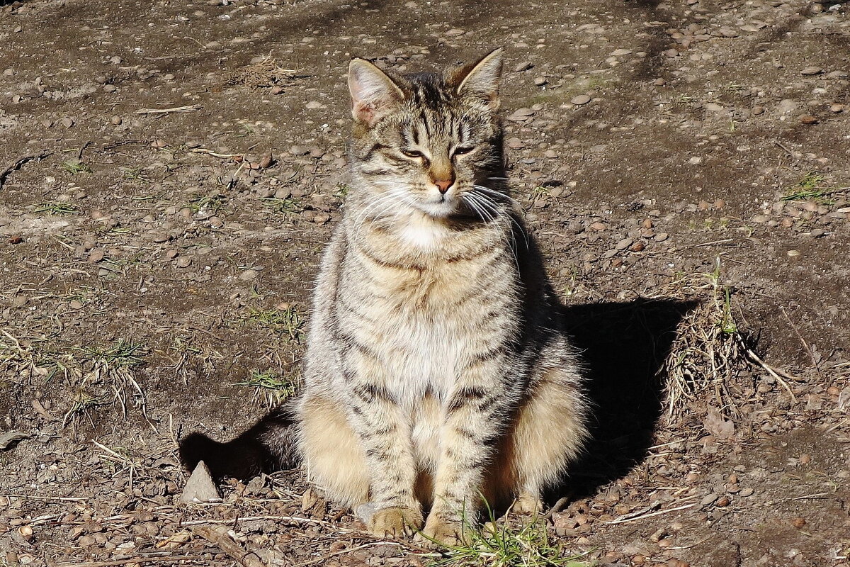 Братья наши меньшие - Рита Симонова