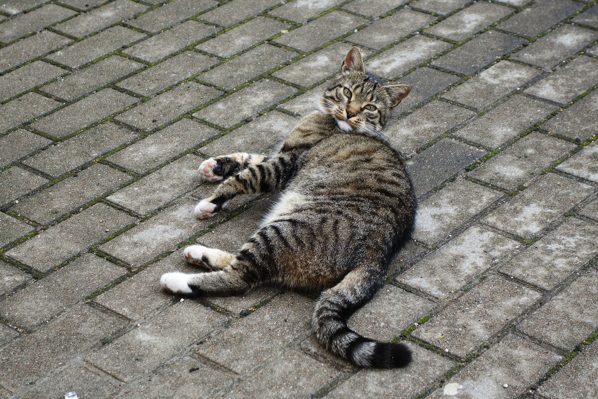 "Хамелеон" - Рита Симонова "Хамелеон" - Рита Симонова