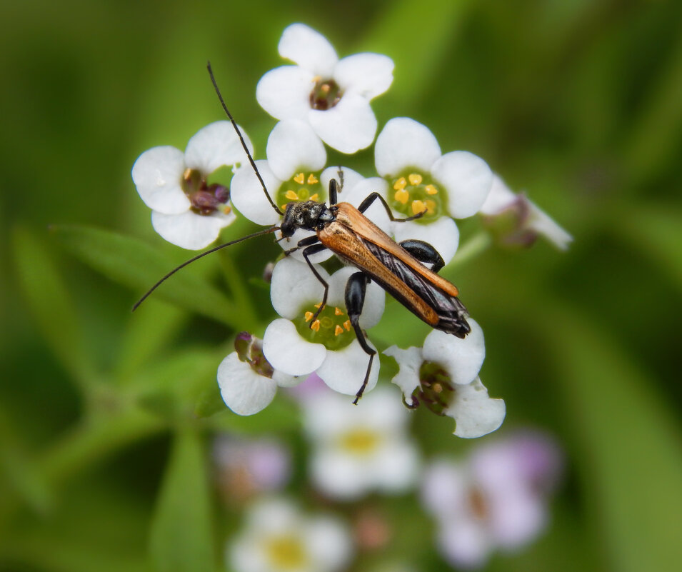На цветке - Александр Ковальчук