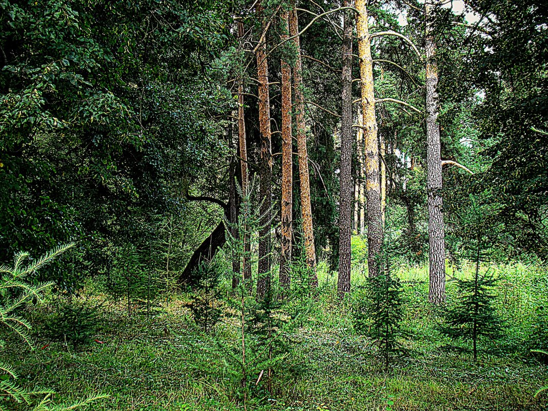 Сосны в усадьбе,,, - Анатолий Колосов