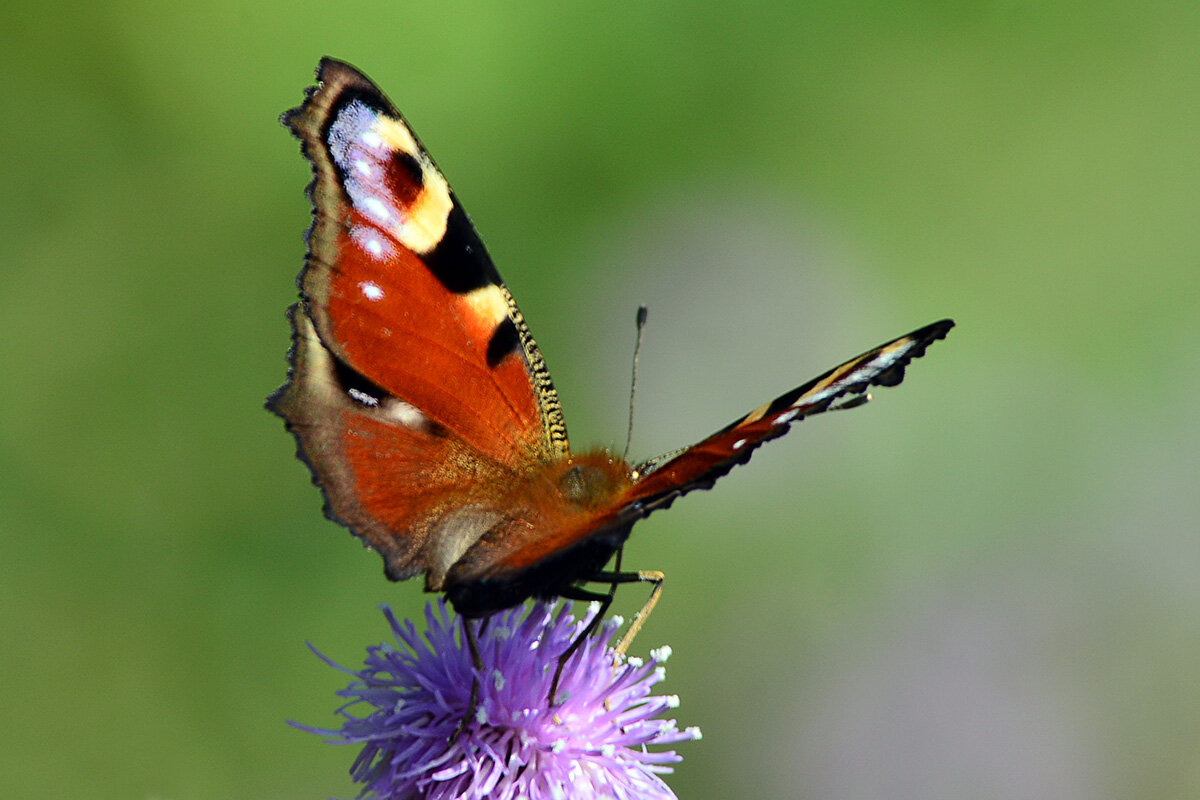 Павлиний глаз - Геннадий Супрун Павлиний глаз - Геннадий Супрун