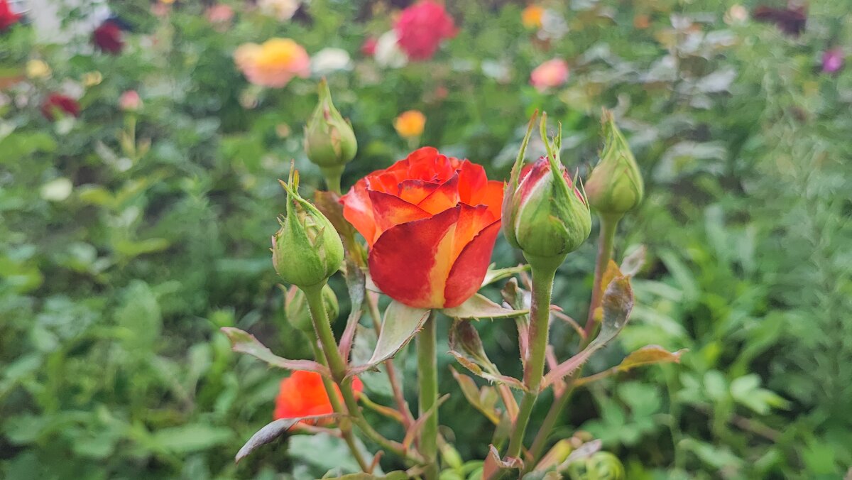 ,,, - Сергей Тимоновский