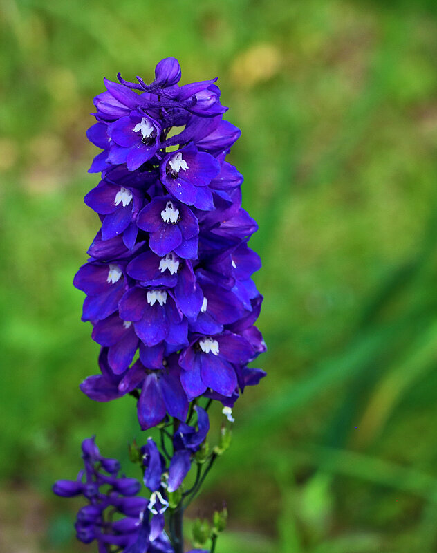 Дельфиниум - Светлана 