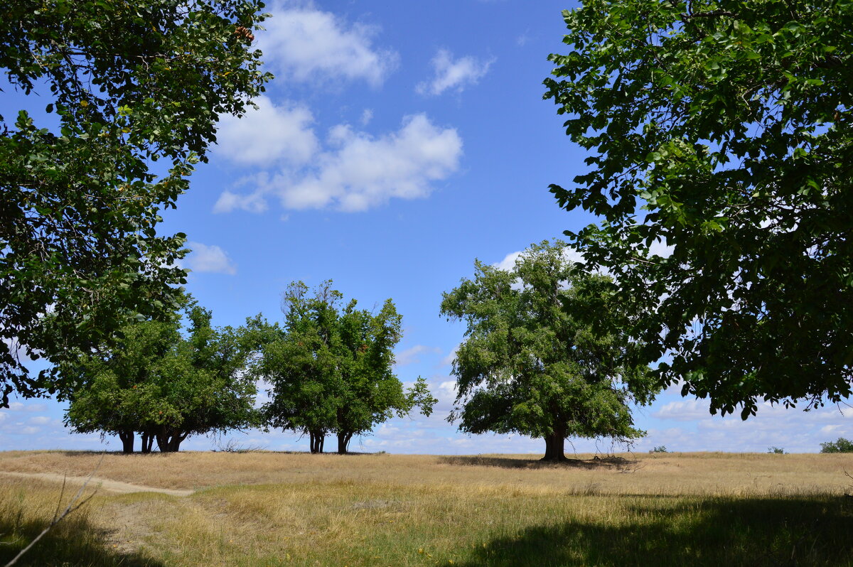 В степи. - Виктор 