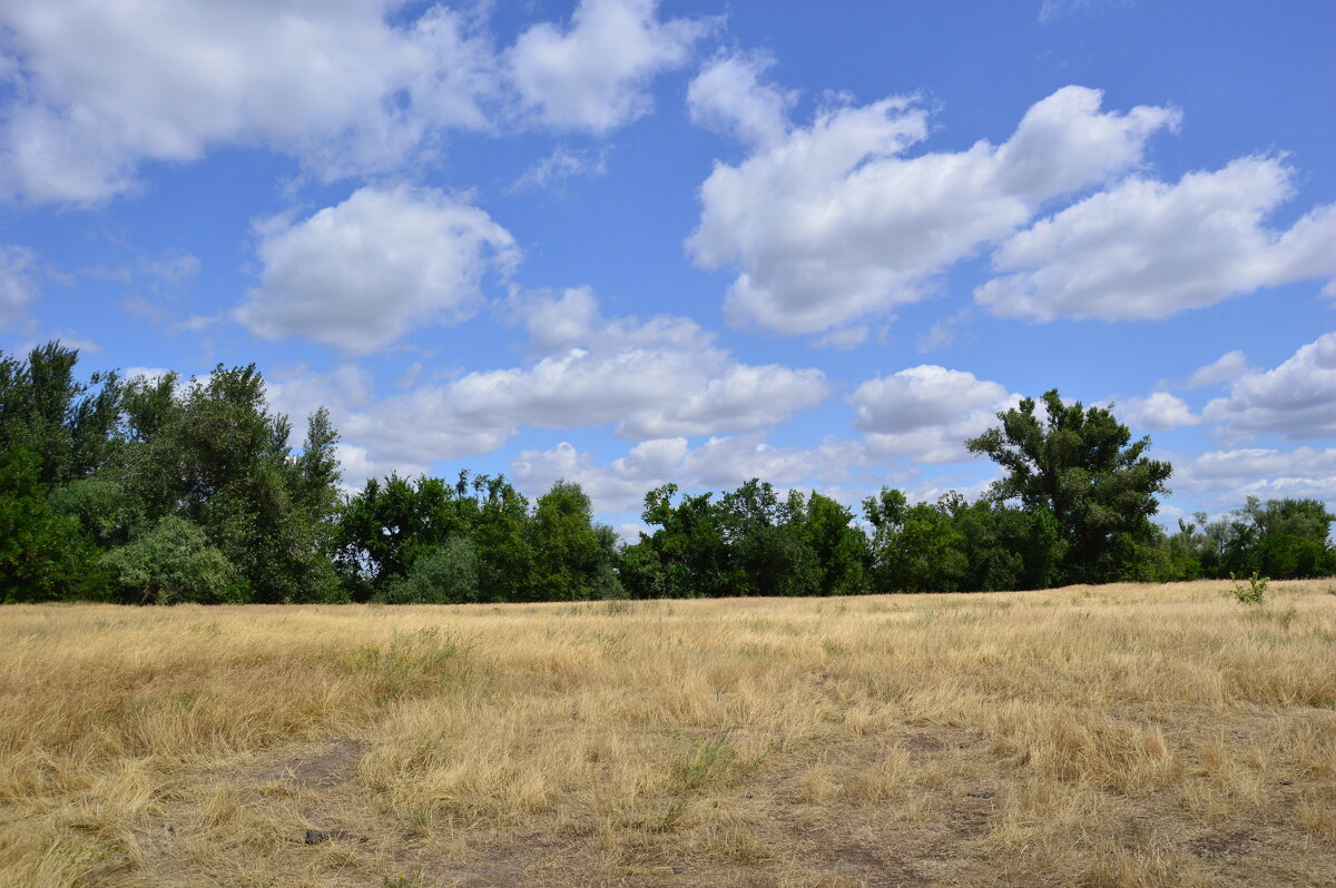 Местные виды. - Виктор 