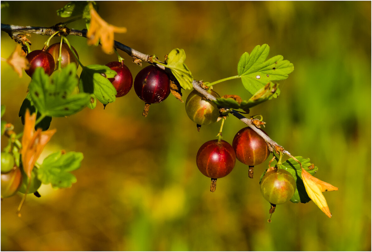 Картинка лета - Валентин Котляров