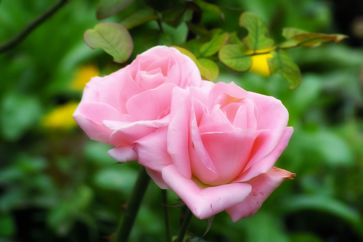 сестрички - Сергей Б.