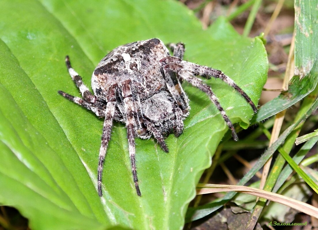 В ожидании вкусняшки... :-) - Андрей Заломленков