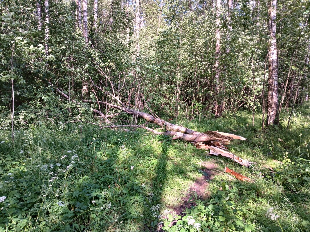 Деревьепад. - Лия ☼