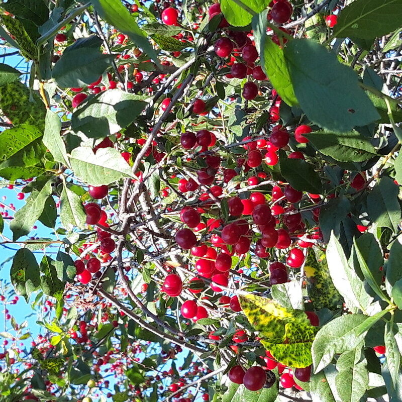 Июль. - Венера Чуйкова