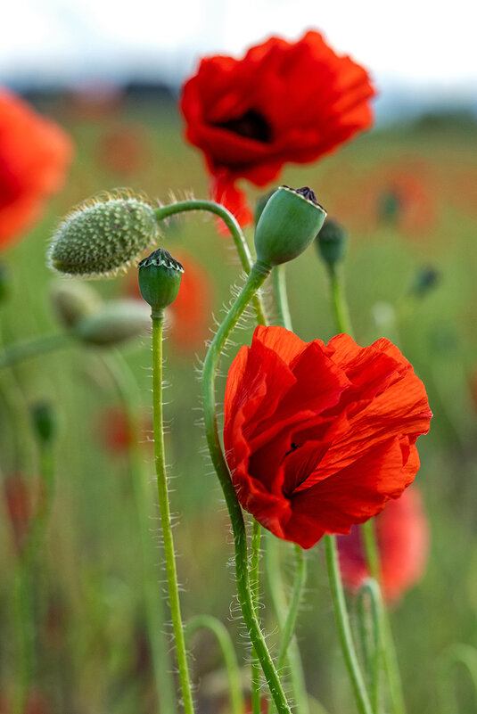 Маки... - Виктор Желенговский