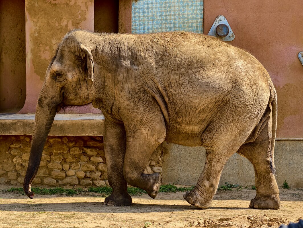 Слониха - <<< Наташа >>>