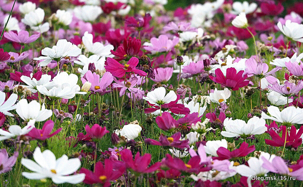 они на радость нам даны - Олег Лукьянов