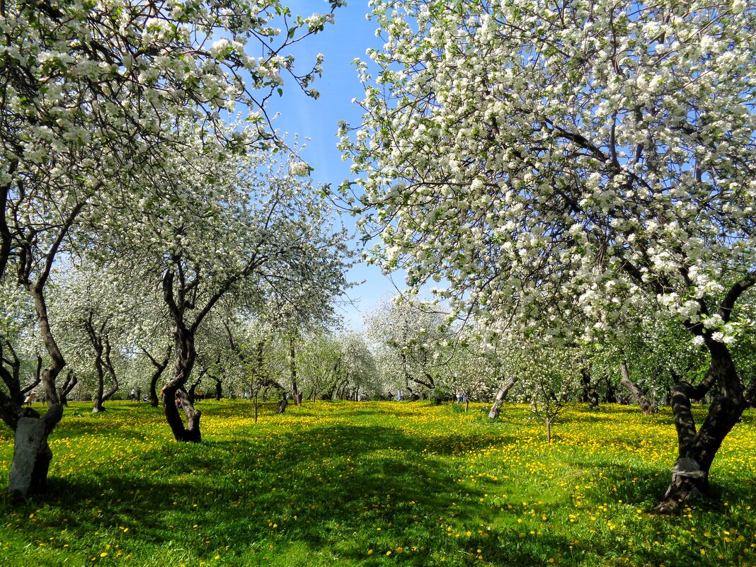 Один раз в год сады цветут - Наталья 