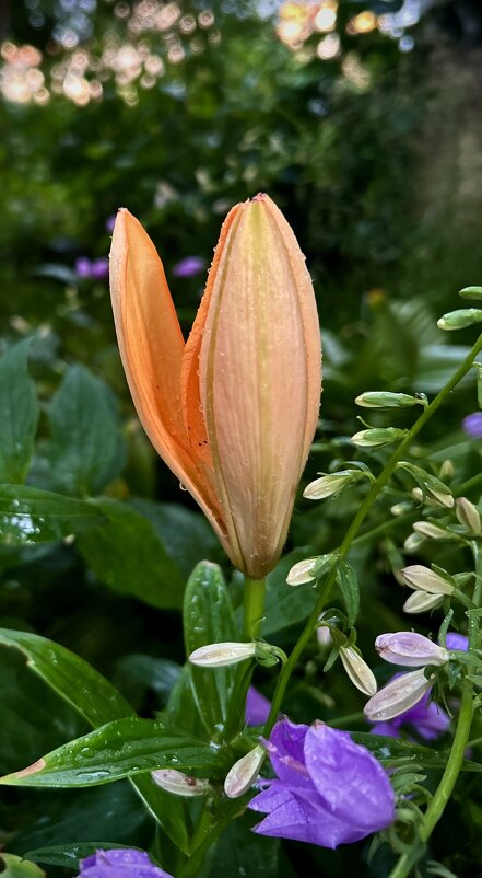 Лилия - VADIM *****