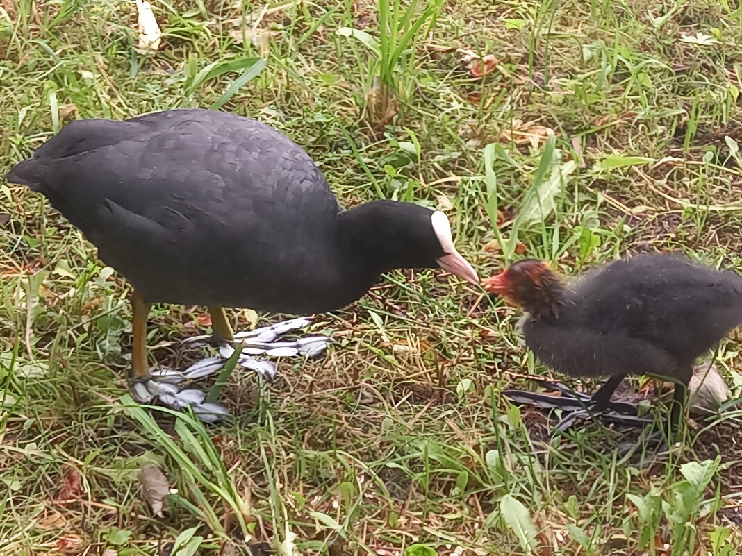 Лысухи - Сапсан 