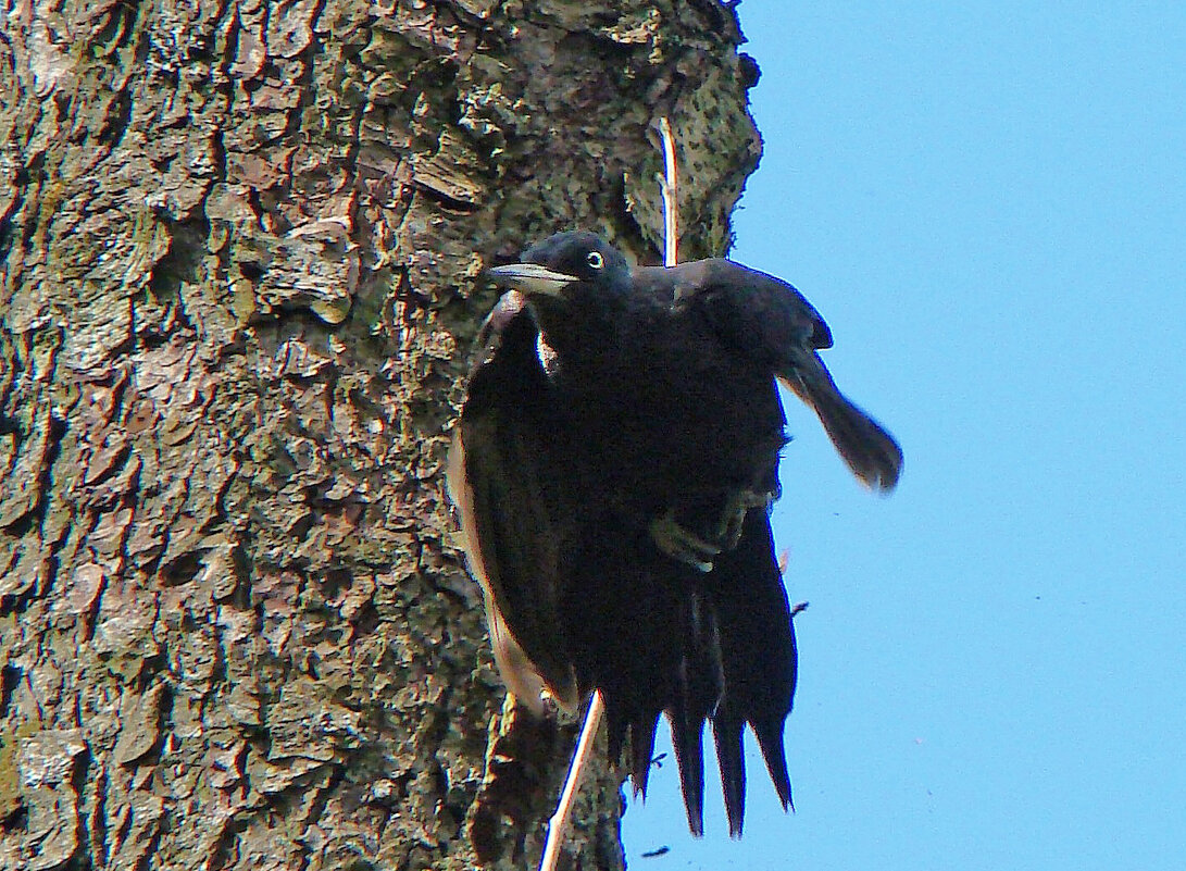 черный дятел - gawrilа - dan
