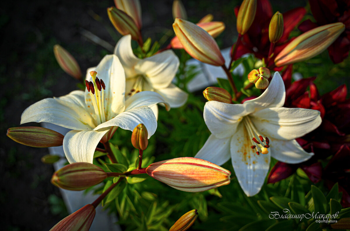 "Время цветения лилий. Оранжевые на подходе"© - Владимир Макаров