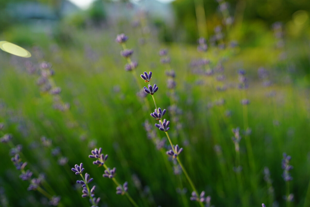 **** - Иван Литвинов