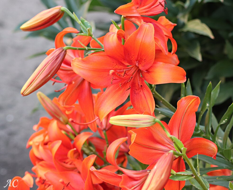 Во всей красе - Любовь Сахарова